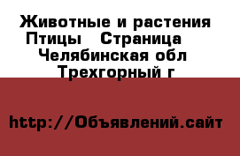 Животные и растения Птицы - Страница 2 . Челябинская обл.,Трехгорный г.